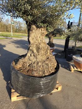 Preview: Olivenbaum Hojiblanca  250 cm -  ( 200 - 250 Jährig) mit super dickem knorrigem Stamm Nr.90